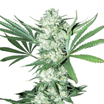 Насіння конопель Auto White Widow Feminised